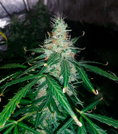 LSD Auto fem (Barney's Farm) семена конопли — изображение 5