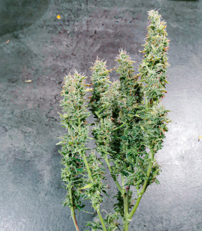 LSD Auto fem (Barney's Farm) семена конопли — изображение 3