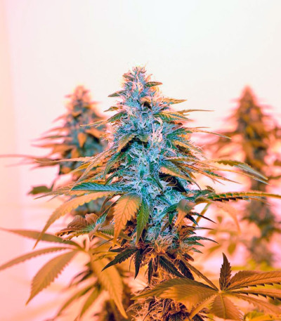 Lemon Skunk fem (GHS) семена конопли — изображение 6