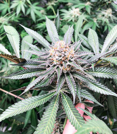 Mimosa Evo fem (Barney's Farm) семена конопли — изображение 5