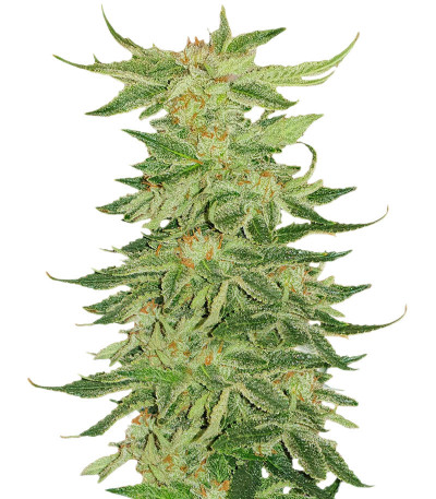 Mimosa Evo fem (Barney's Farm) семена конопли