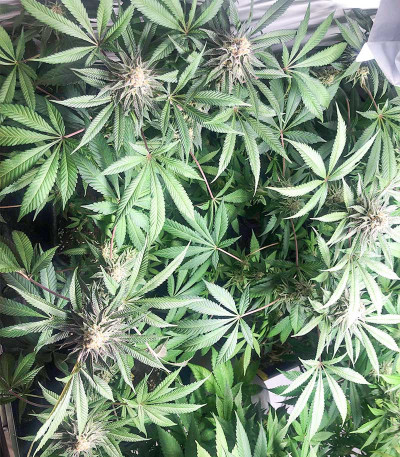 Mimosa Evo fem (Barney's Farm) семена конопли — изображение 6