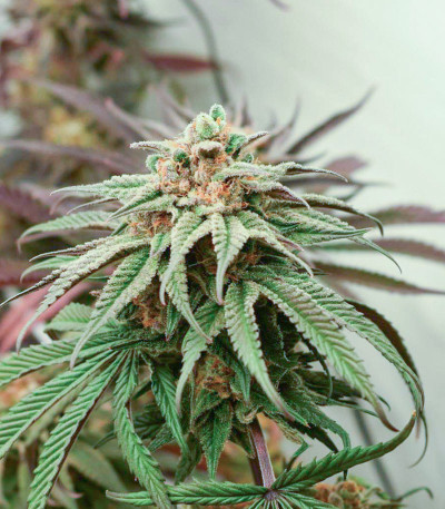 Mimosa Evo fem (Barney's Farm) семена конопли — изображение 7