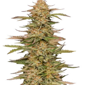 Orange Creampop fem (Humboldt Seed Company) семена конопли