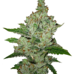 Super Lemon Haze fem (GHS) семена конопли