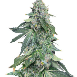 Vanilla Frosting fem (Humboldt Seed Company) семена конопли