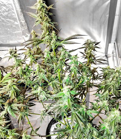 Watermelon Zkittlez Auto fem (Barney's Farm) семена конопли — изображение 3