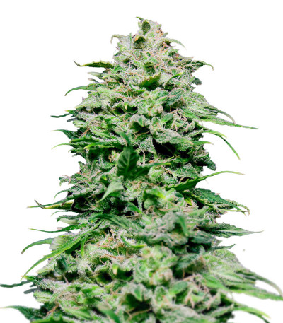 Chem Bomb Auto fem (Humboldt Seed Organization) семена конопли