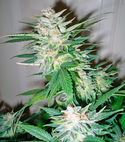 Great White Shark fem (GHS) семена конопли — изображение 4