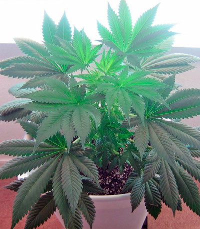 Great White Shark fem (GHS) семена конопли — изображение 5