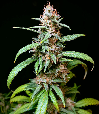 HighCloudZ fem (GHS) семена конопли — изображение 4