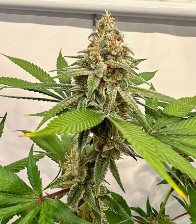 HighCloudZ fem (GHS) семена конопли — изображение 7