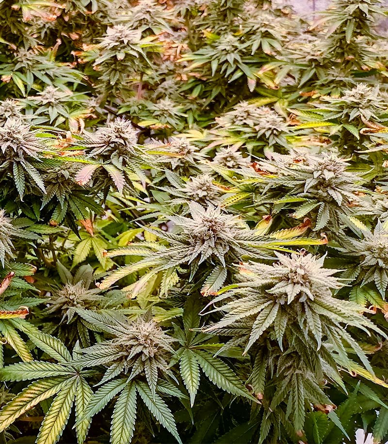 Lemon Orange fem (GHS) семена конопли — изображение 3