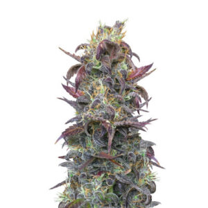 Auto Orange Bud fem (Dutch Passion) семена конопли