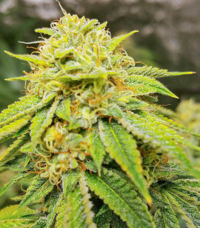Different Gorilla (Different GG#4) fem (AlphaFem Seeds) семена конопли — изображение 4