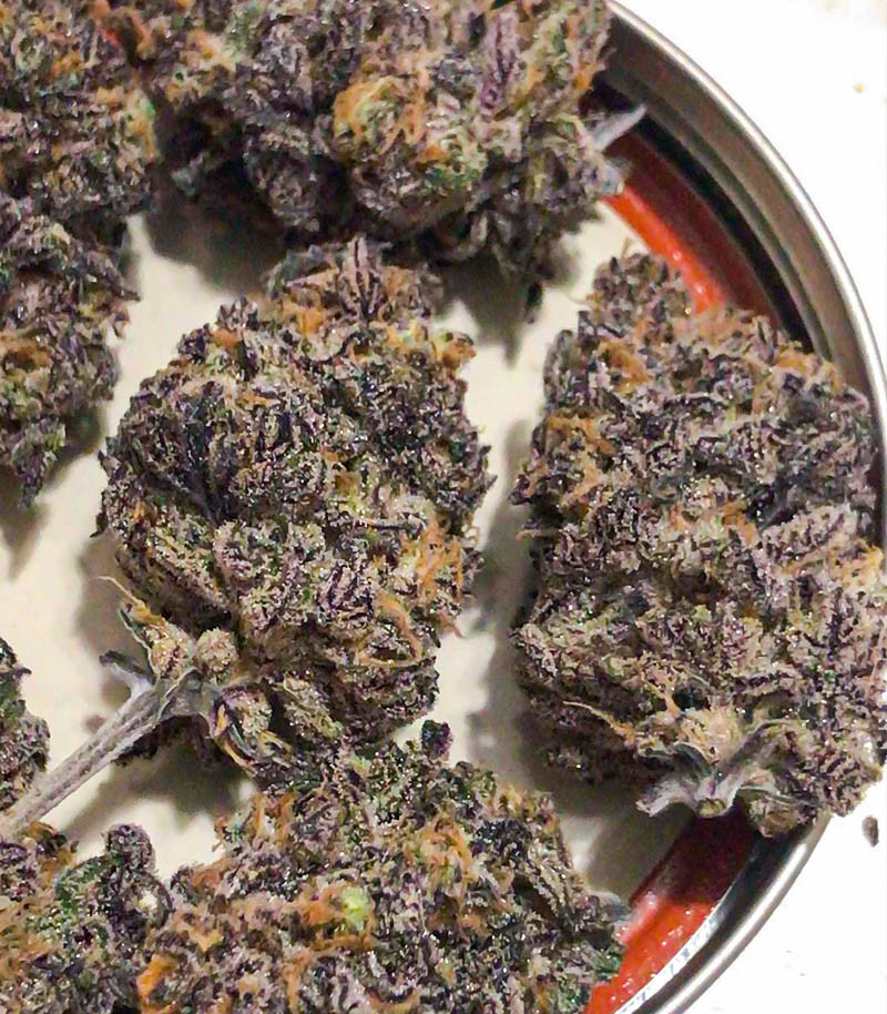 Семена сорта Dozy Breath fem (AlphaFem Seeds) — изображение 4