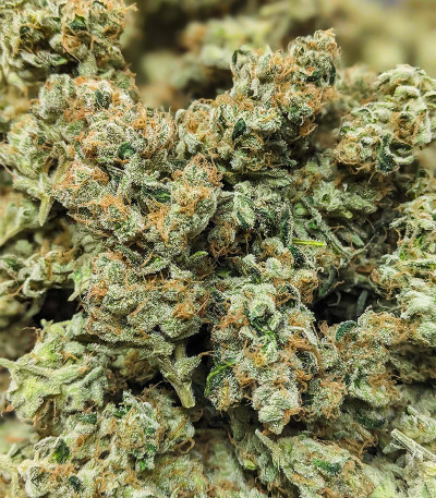 Dozy Cake fem (AlphaFem Seeds) семена конопли — изображение 5