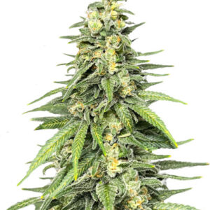 Dozy Cookies fem (AlphaFem Seeds) семена конопли
