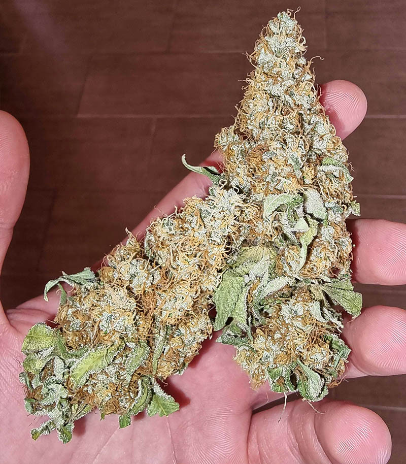 Dozy Sith fem (AlphaFem Seeds) — изображение 3