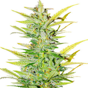 Dozy Whale fem (AlphaFem Seeds) семена конопли