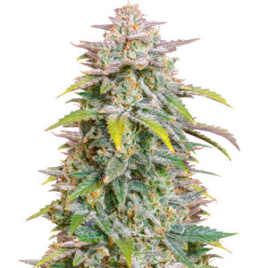 Forbidden Runtz Auto fem (FastBuds) семена конопли