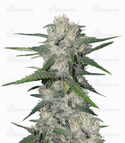 Gorilla Auto (Gorilla Glue Auto) fem (FastBuds) семена конопли