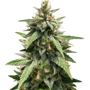 Gorilla Glue #4 fem (Blimburn Seeds) семена конопли