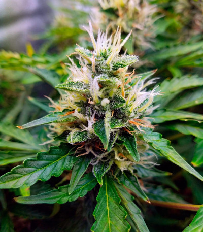 Gorilla Auto (Gorilla Glue Auto) fem (FastBuds) семена конопли — изображение 7