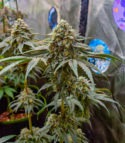 High Society fem (Compound Genetics) семена конопли — изображение 5