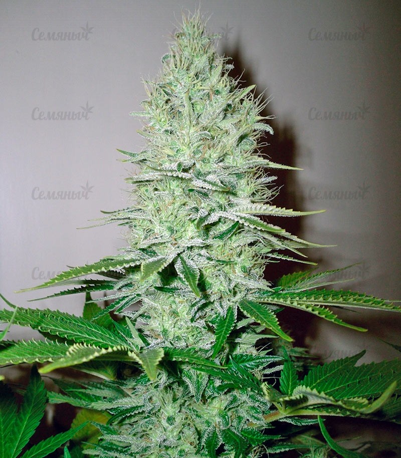 Семена сорта Tangie'matic auto (FastBuds) — изображение 5