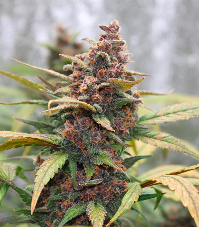 LSD-25 auto fem (FastBuds) семена конопли — изображение 4