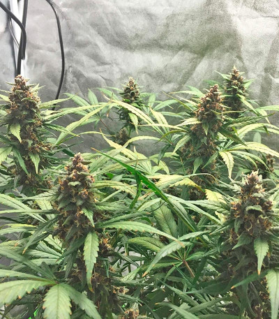 LSD-25 auto fem (FastBuds) семена конопли — изображение 5