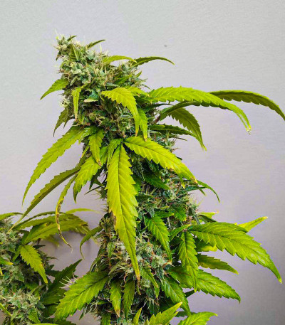 Lemon AK auto fem (FastBuds) семена конопли — изображение 3