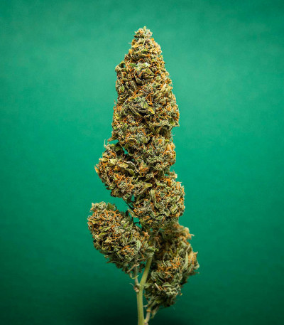 Lemon AK auto fem (FastBuds) семена конопли — изображение 4