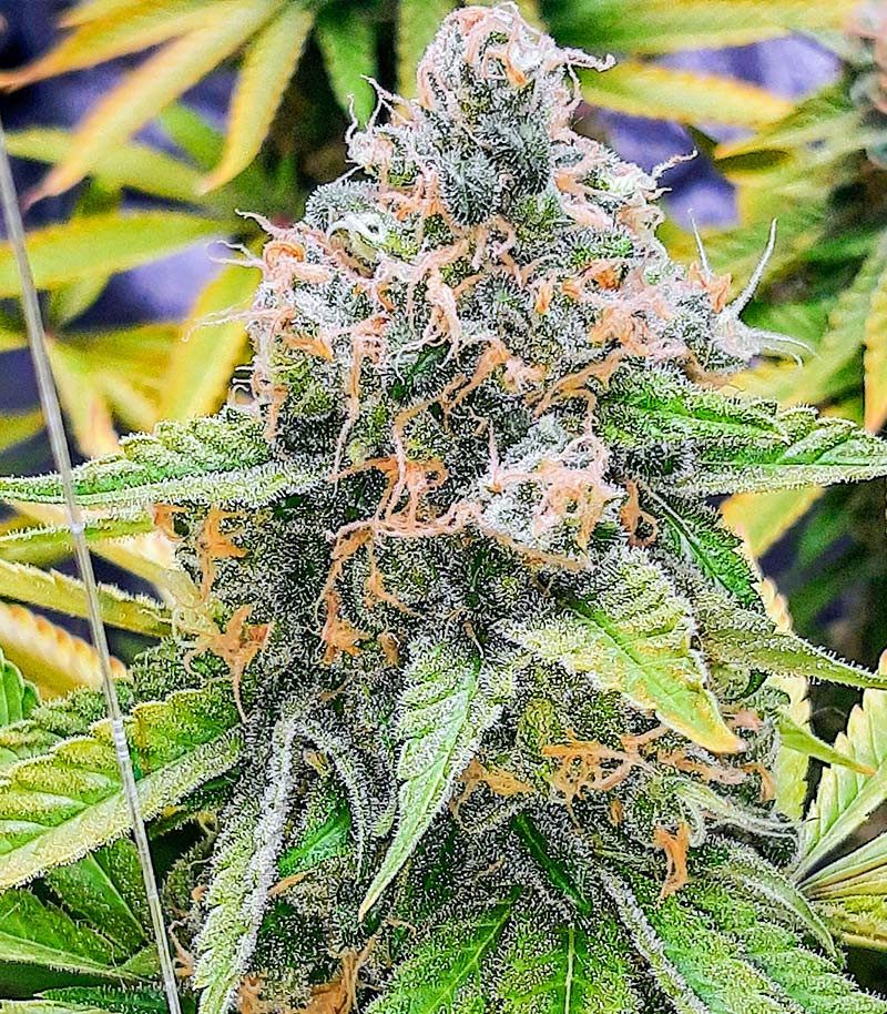 Семена сорта Mandarin Thuggee fem (AlphaFem Seeds) — изображение 3