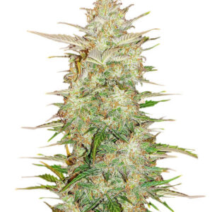 Original Auto Chemdawg fem (FastBuds) семена конопли