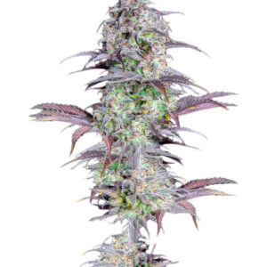Original Blueberry Auto fem (FastBuds) семена конопли