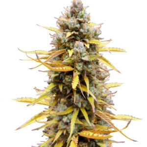 Pound Cake Auto fem (FastBuds) семена конопли