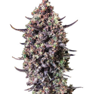 Punch Gelato #33 Auto fem (Cali Buds Seeds) семена конопли