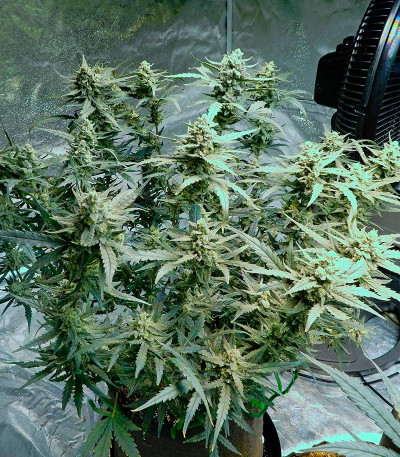 Rhino Ryder auto fem (FastBuds) семена конопли — изображение 4