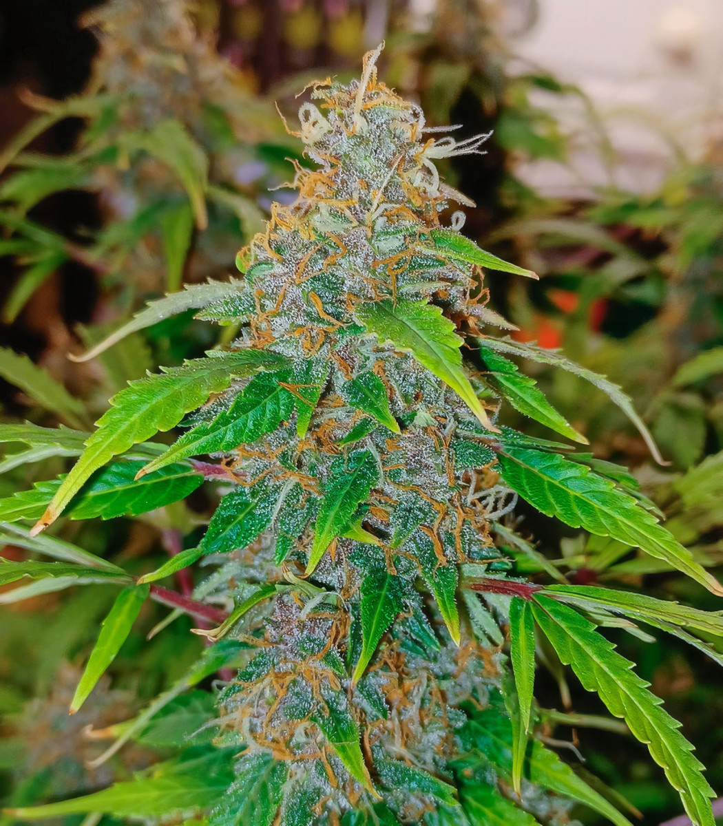 Slipstream fem (Compound Genetics) семена конопли — изображение 3