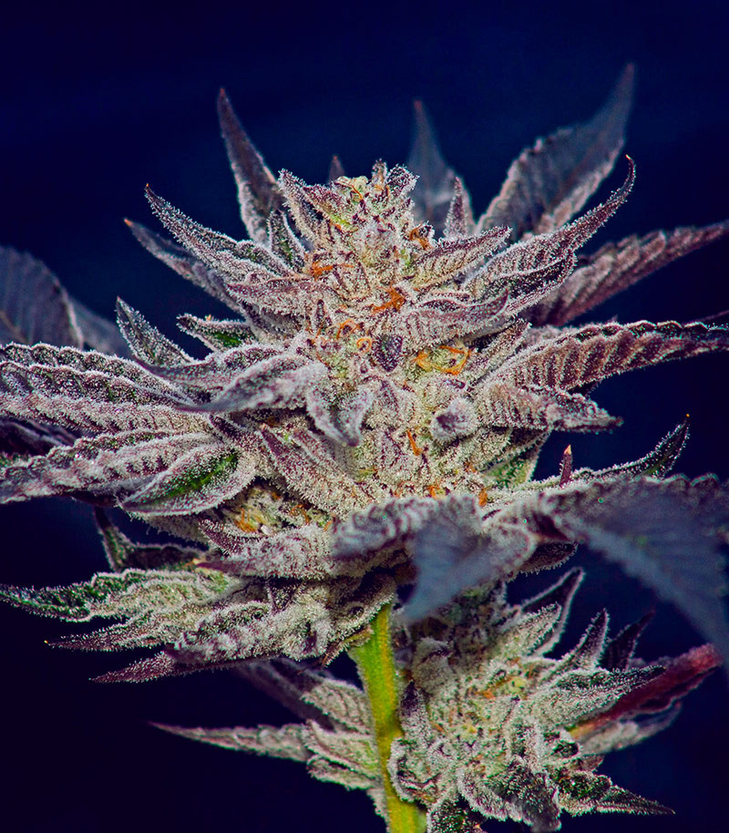 Slipstream fem (Compound Genetics) семена конопли — изображение 2