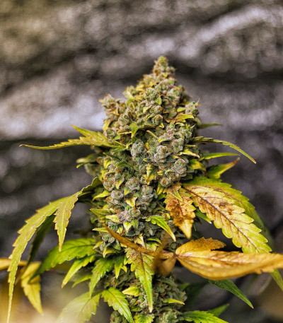 Stardawg Auto fem (FastBuds) семена конопли — изображение 5