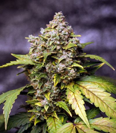 Stardawg Auto fem (FastBuds) семена конопли — изображение 4