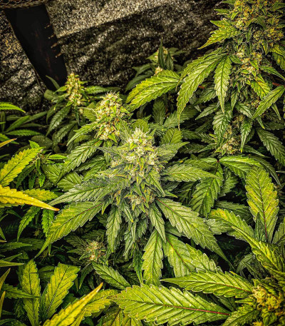 Stardawg Auto fem (FastBuds) семена конопли — изображение 6