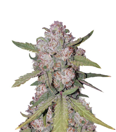 Stardawg Auto fem (FastBuds) семена конопли