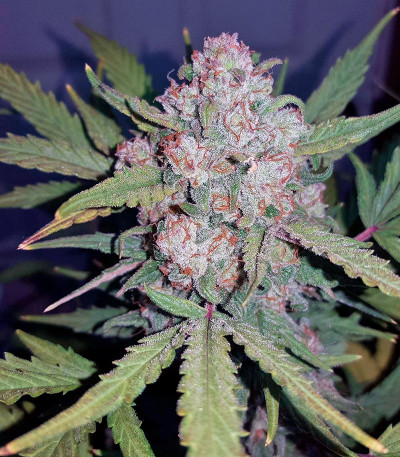 Stardawg Auto fem (FastBuds) семена конопли — изображение 3