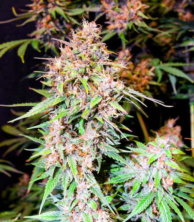 Tropicana Cookies Auto fem (Cali Buds Seeds) семена конопли — изображение 4