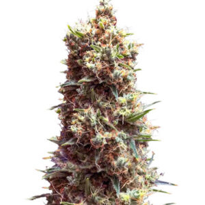 Tropicana Cookies Auto fem (Cali Buds Seeds) семена конопли