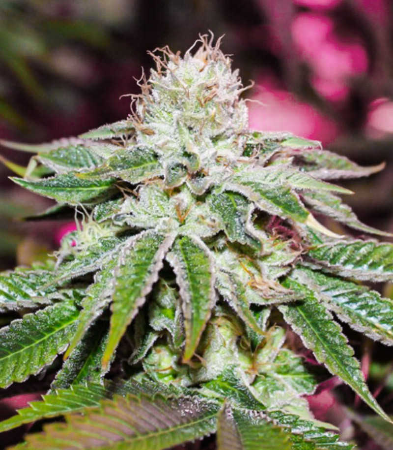 Семена сорта WiFi Kush fem (AlphaFem Seeds) — изображение 3
